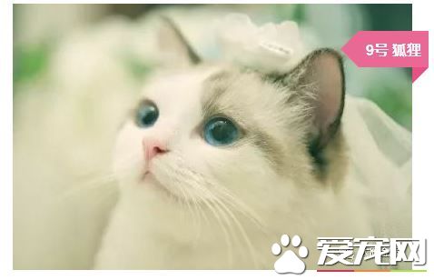 撸猫撸出70万债务？你是集齐这些网红猫了吗？