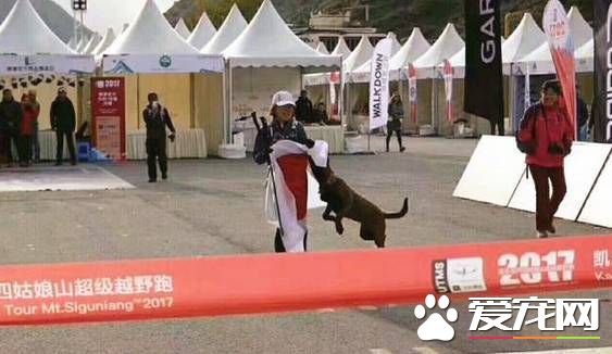 四川越野赛上日本姑娘拿出国旗想披身上，中华田园犬一个举动让人叫好！