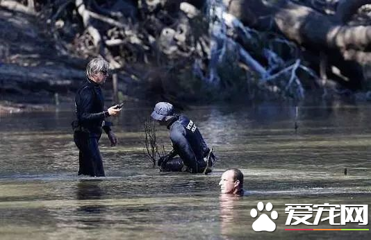 澳洲比特犬Buddy奋不顾身救落水男孩,警察却说:狗具有攻击性必须抓起来