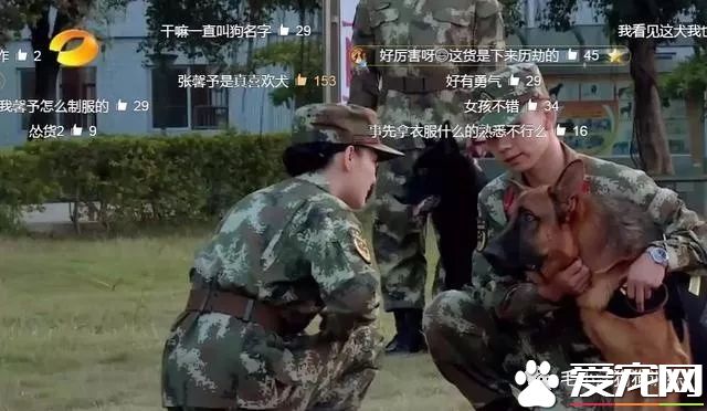 训犬狗狗不配合已经不算事儿了,《奇兵神犬》张馨予训犬都训到哭了