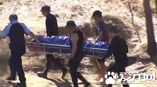 澳洲比特犬Buddy奋不顾身救落水男孩,警察却说:狗具有攻击性必须抓起来