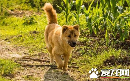 四川越野赛上日本姑娘拿出国旗想披身上，中华田园犬一个举动让人叫好！