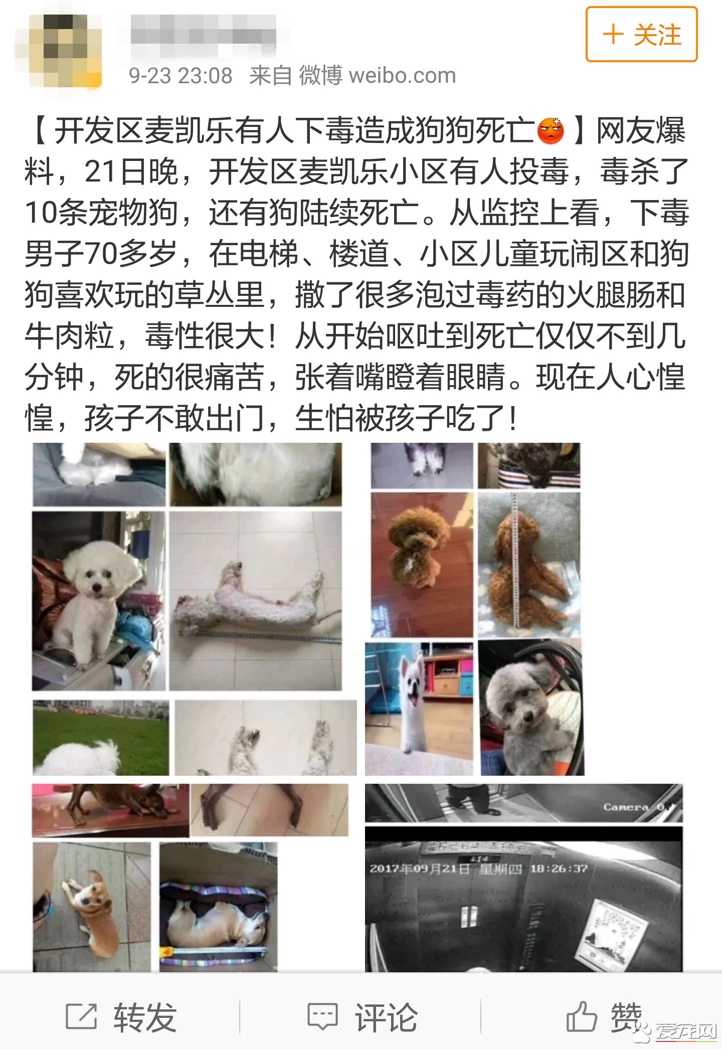 投毒害狗还想脱身？我们不答应，法律更不答应！