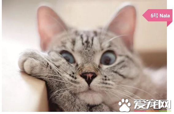 撸猫撸出70万债务？你是集齐这些网红猫了吗？