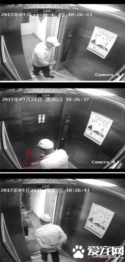 投毒害狗还想脱身？我们不答应，法律更不答应！