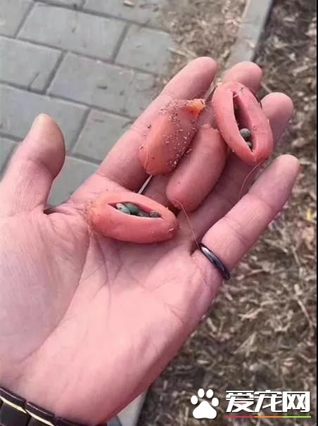 投毒害狗还想脱身？我们不答应，法律更不答应！