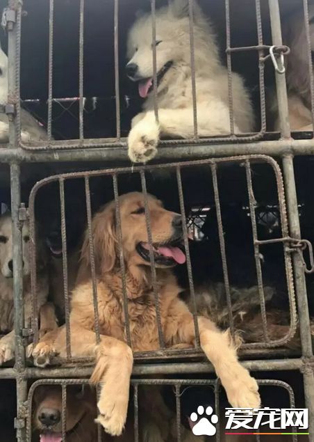 投毒害狗还想脱身？我们不答应，法律更不答应！