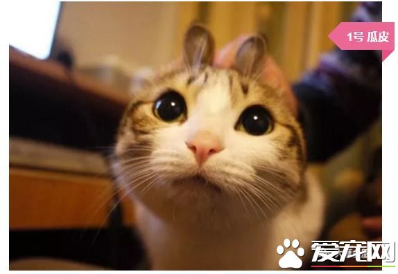 撸猫撸出70万债务？你是集齐这些网红猫了吗？