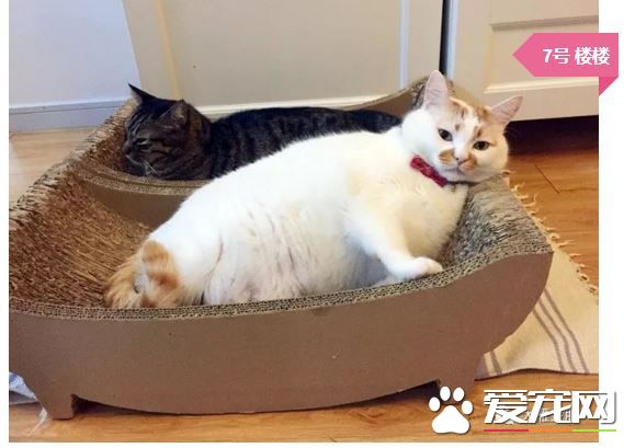 撸猫撸出70万债务？你是集齐这些网红猫了吗？