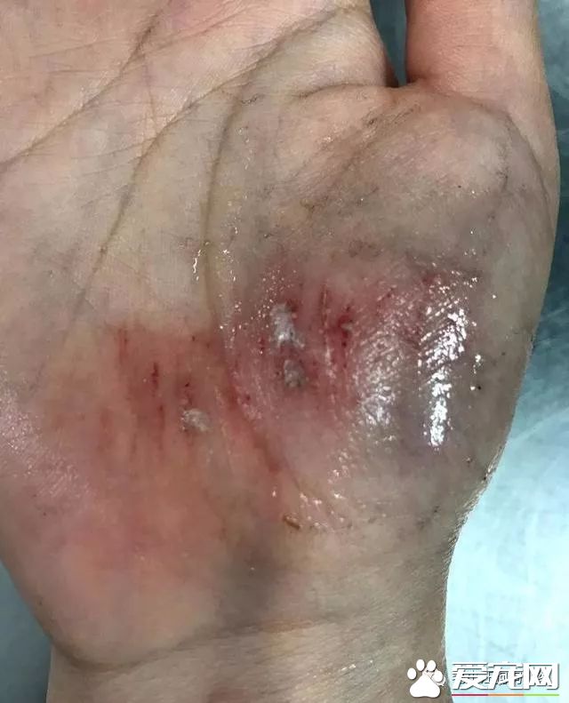 训犬狗狗不配合已经不算事儿了,《奇兵神犬》张馨予训犬都训到哭了