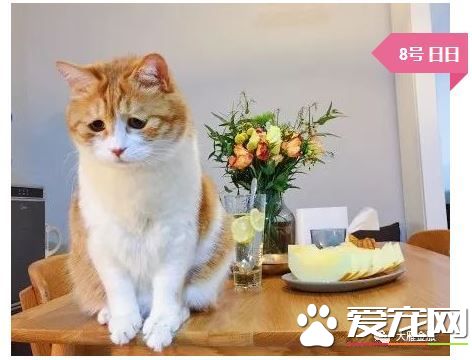 撸猫撸出70万债务？你是集齐这些网红猫了吗？