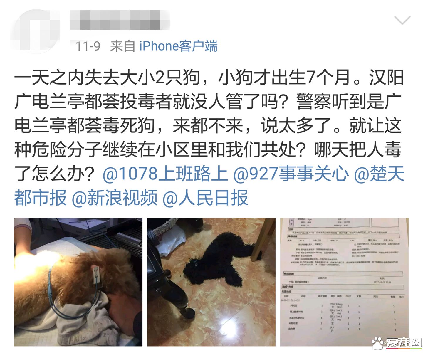 投毒害狗还想脱身？我们不答应，法律更不答应！