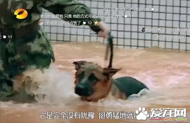 训犬狗狗不配合已经不算事儿了,《奇兵神犬》张馨予训犬都训到哭了