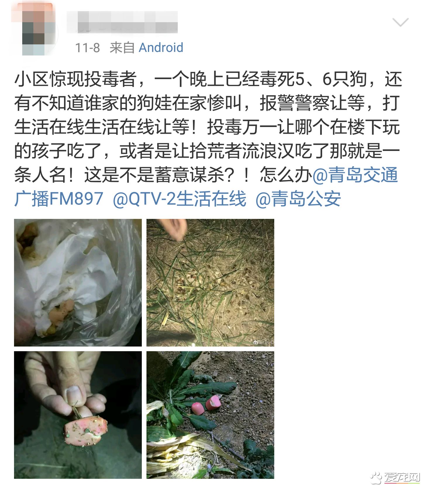 投毒害狗还想脱身？我们不答应，法律更不答应！