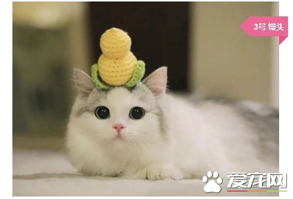 撸猫撸出70万债务？你是集齐这些网红猫了吗？