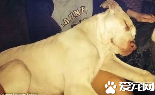 澳洲比特犬Buddy奋不顾身救落水男孩,警察却说:狗具有攻击性必须抓起来
