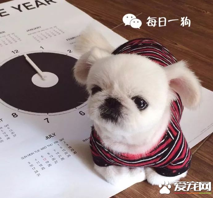 投毒害狗还想脱身？我们不答应，法律更不答应！