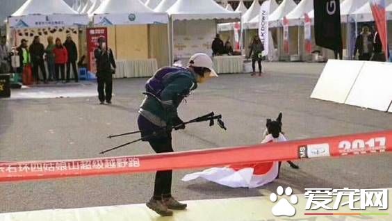 四川越野赛上日本姑娘拿出国旗想披身上，中华田园犬一个举动让人叫好！