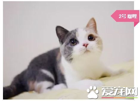 撸猫撸出70万债务？你是集齐这些网红猫了吗？