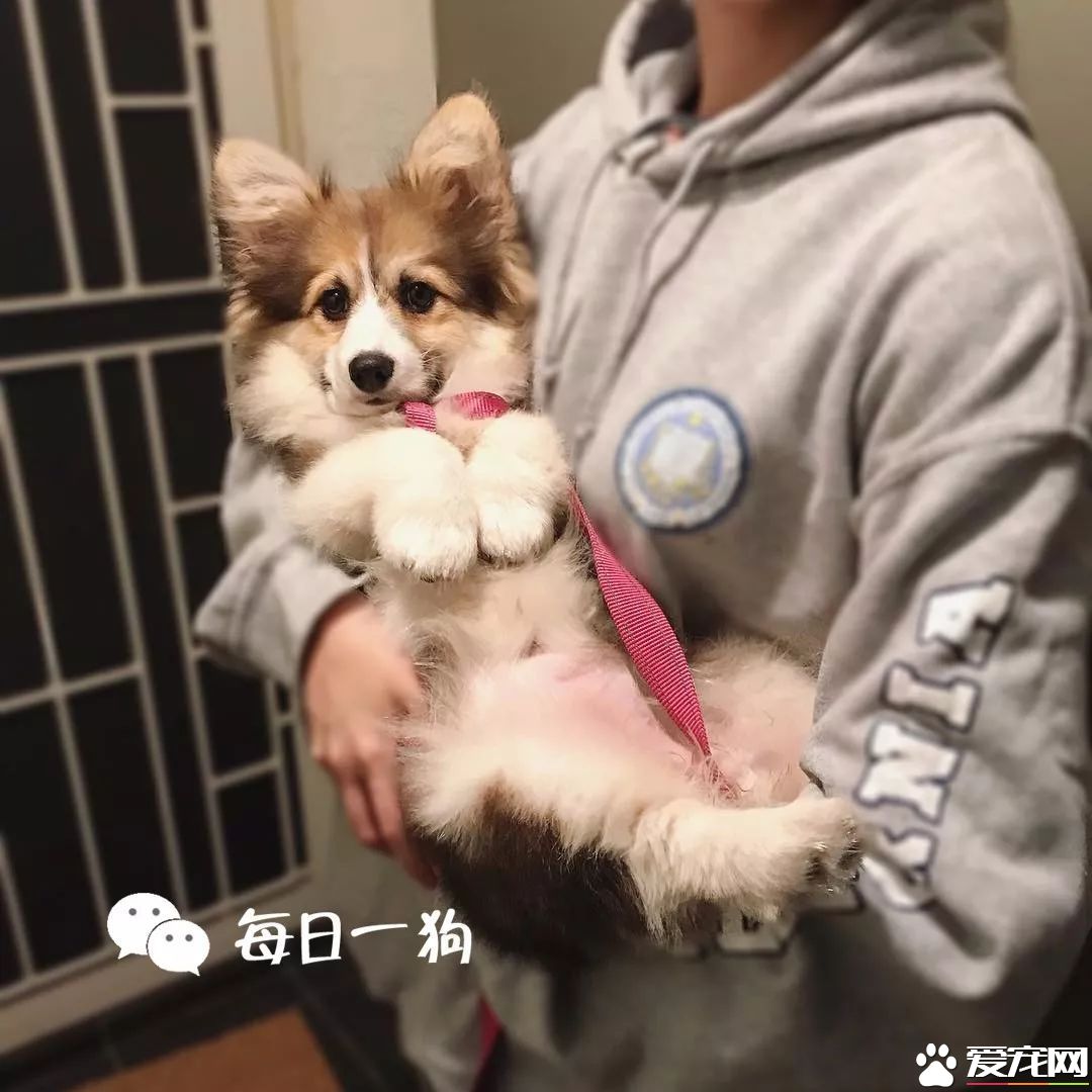 投毒害狗还想脱身？我们不答应，法律更不答应！