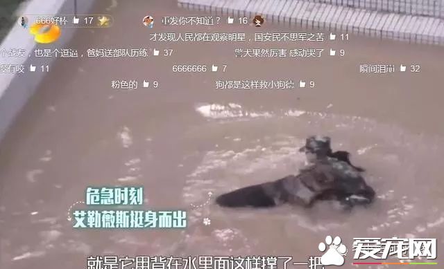 训犬狗狗不配合已经不算事儿了,《奇兵神犬》张馨予训犬都训到哭了