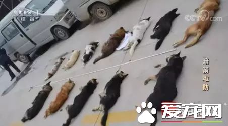 投毒害狗还想脱身？我们不答应，法律更不答应！