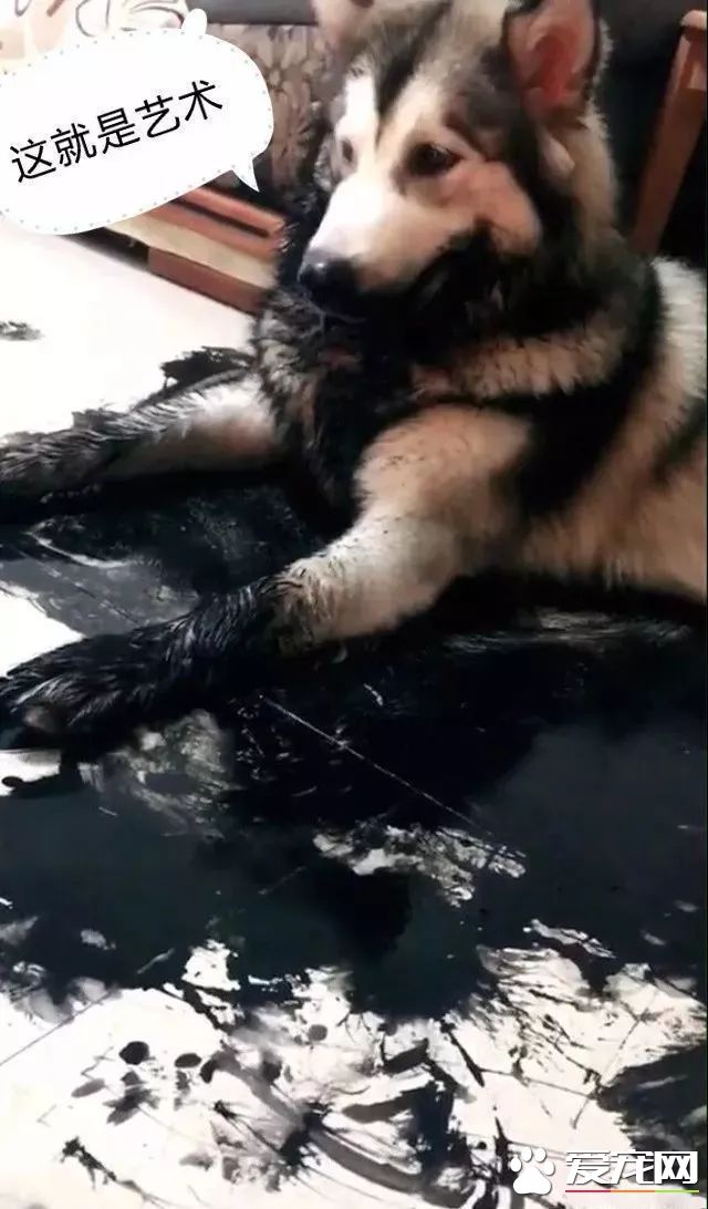 这只阿拉斯加火了，趁主人不在家用沾满墨水的狗毛在地创作了一幅阿拉斯加大师