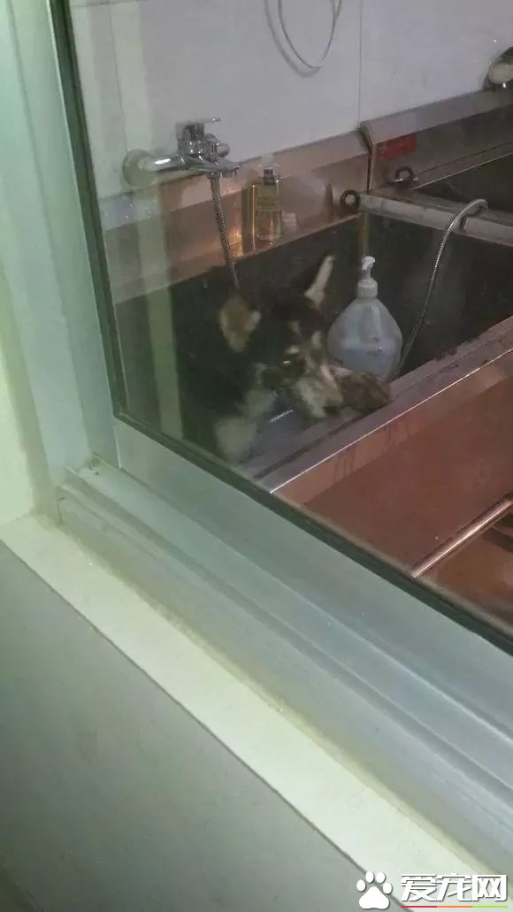 萌蠢二哈散步时一声惨叫突然不见,这货掉坑里了……