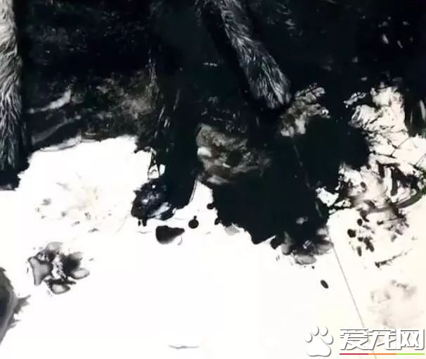 这只阿拉斯加火了，趁主人不在家用沾满墨水的狗毛在地创作了一幅阿拉斯加大师