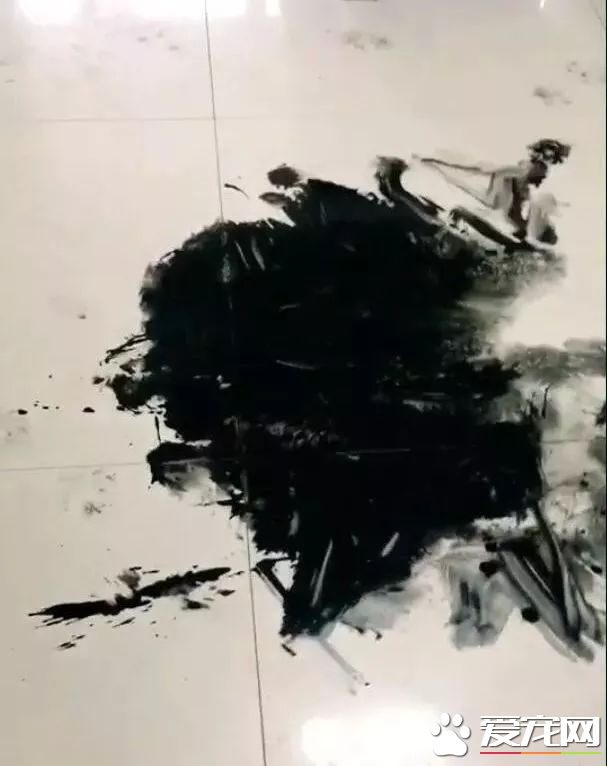 这只阿拉斯加火了，趁主人不在家用沾满墨水的狗毛在地创作了一幅阿拉斯加大师