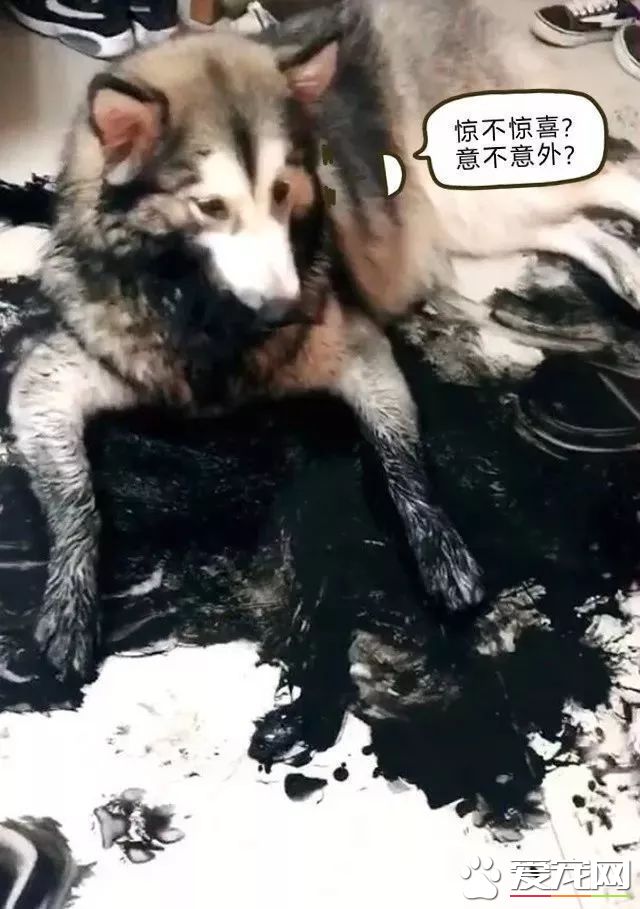 这只阿拉斯加火了，趁主人不在家用沾满墨水的狗毛在地创作了一幅阿拉斯加大师