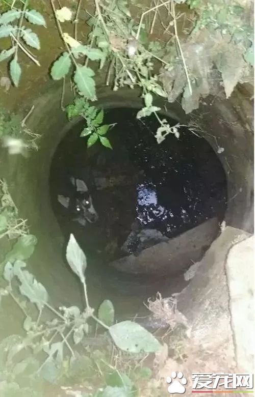 萌蠢二哈散步时一声惨叫突然不见,这货掉坑里了……