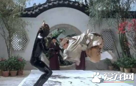 这只阿拉斯加火了，趁主人不在家用沾满墨水的狗毛在地创作了一幅阿拉斯加大师