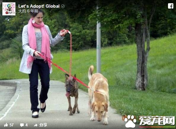 卡高速路中间哭泣的狗狗 现在迎来了幸福的家还交上了猫咪朋友