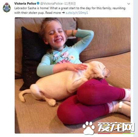 8周大的拉布拉多被偷,没想到小偷的行为却感动了网友