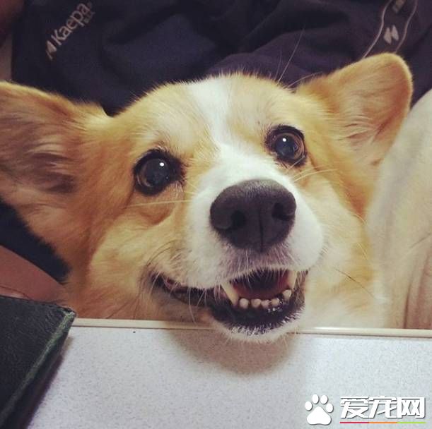 法国健康杂志刊登文章称宠物体味能防癌，从此养狗吸狗又多了一个正当理由！