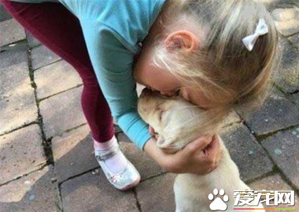 8周大的拉布拉多被偷,没想到小偷的行为却感动了网友