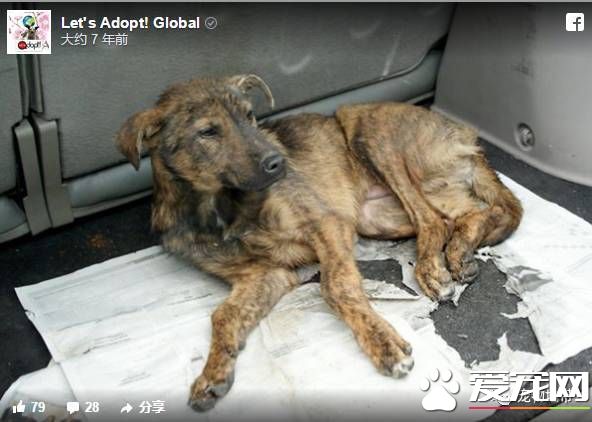 卡高速路中间哭泣的狗狗 现在迎来了幸福的家还交上了猫咪朋友