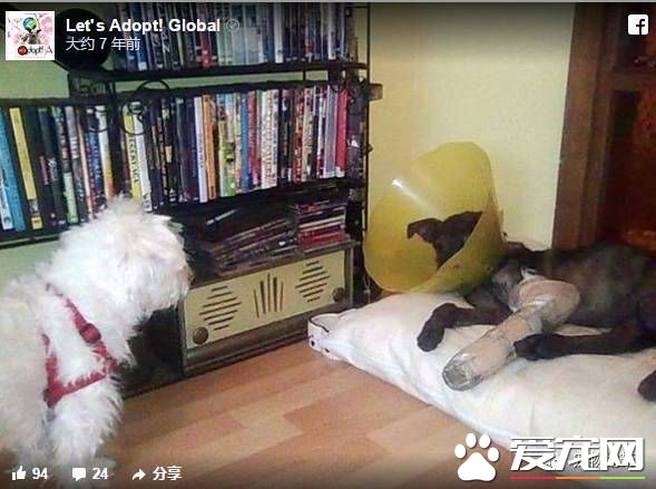 卡高速路中间哭泣的狗狗 现在迎来了幸福的家还交上了猫咪朋友