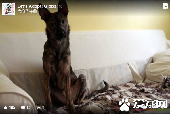 卡高速路中间哭泣的狗狗 现在迎来了幸福的家还交上了猫咪朋友