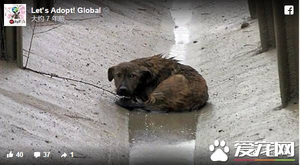 卡高速路中间哭泣的狗狗 现在迎来了幸福的家还交上了猫咪朋友