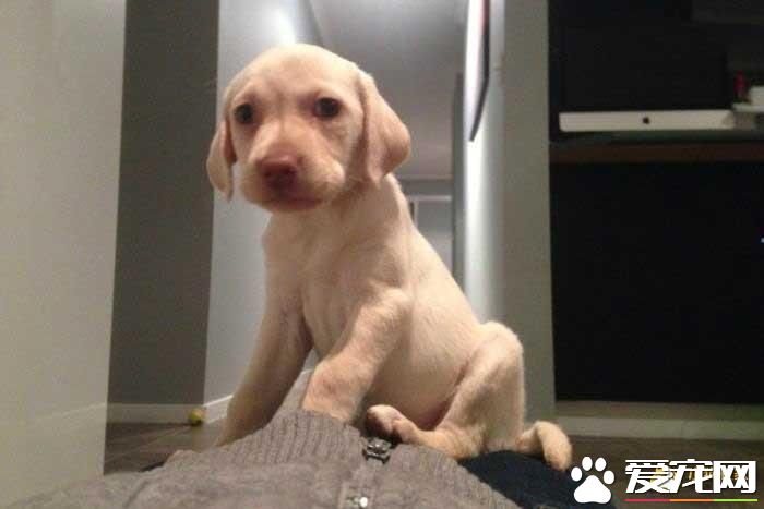 8周大的拉布拉多被偷,没想到小偷的行为却感动了网友