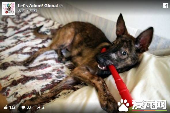 卡高速路中间哭泣的狗狗 现在迎来了幸福的家还交上了猫咪朋友