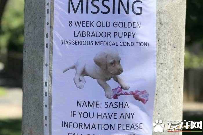 8周大的拉布拉多被偷,没想到小偷的行为却感动了网友