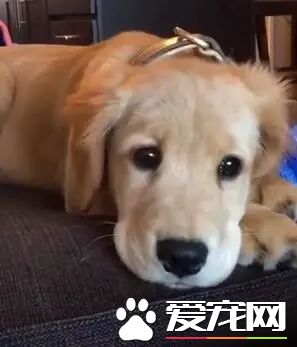 法国健康杂志刊登文章称宠物体味能防癌，从此养狗吸狗又多了一个正当理由！