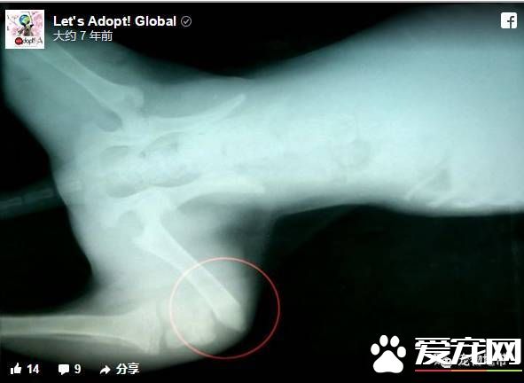 卡高速路中间哭泣的狗狗 现在迎来了幸福的家还交上了猫咪朋友