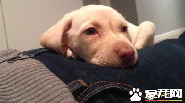 8周大的拉布拉多被偷,没想到小偷的行为却感动了网友