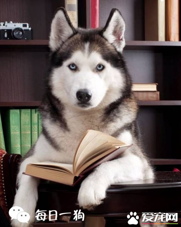 法国健康杂志刊登文章称宠物体味能防癌，从此养狗吸狗又多了一个正当理由！