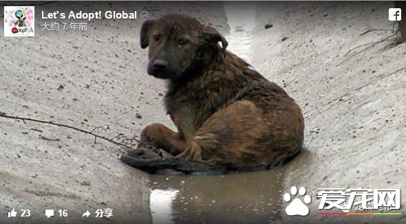 卡高速路中间哭泣的狗狗 现在迎来了幸福的家还交上了猫咪朋友