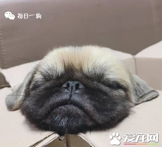 法国健康杂志刊登文章称宠物体味能防癌，从此养狗吸狗又多了一个正当理由！